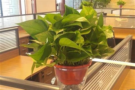 神明疊座 辦公室防小人植物